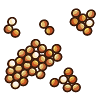 Skrimp Eggs